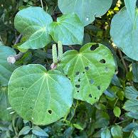 Organic Kawakawa Tea