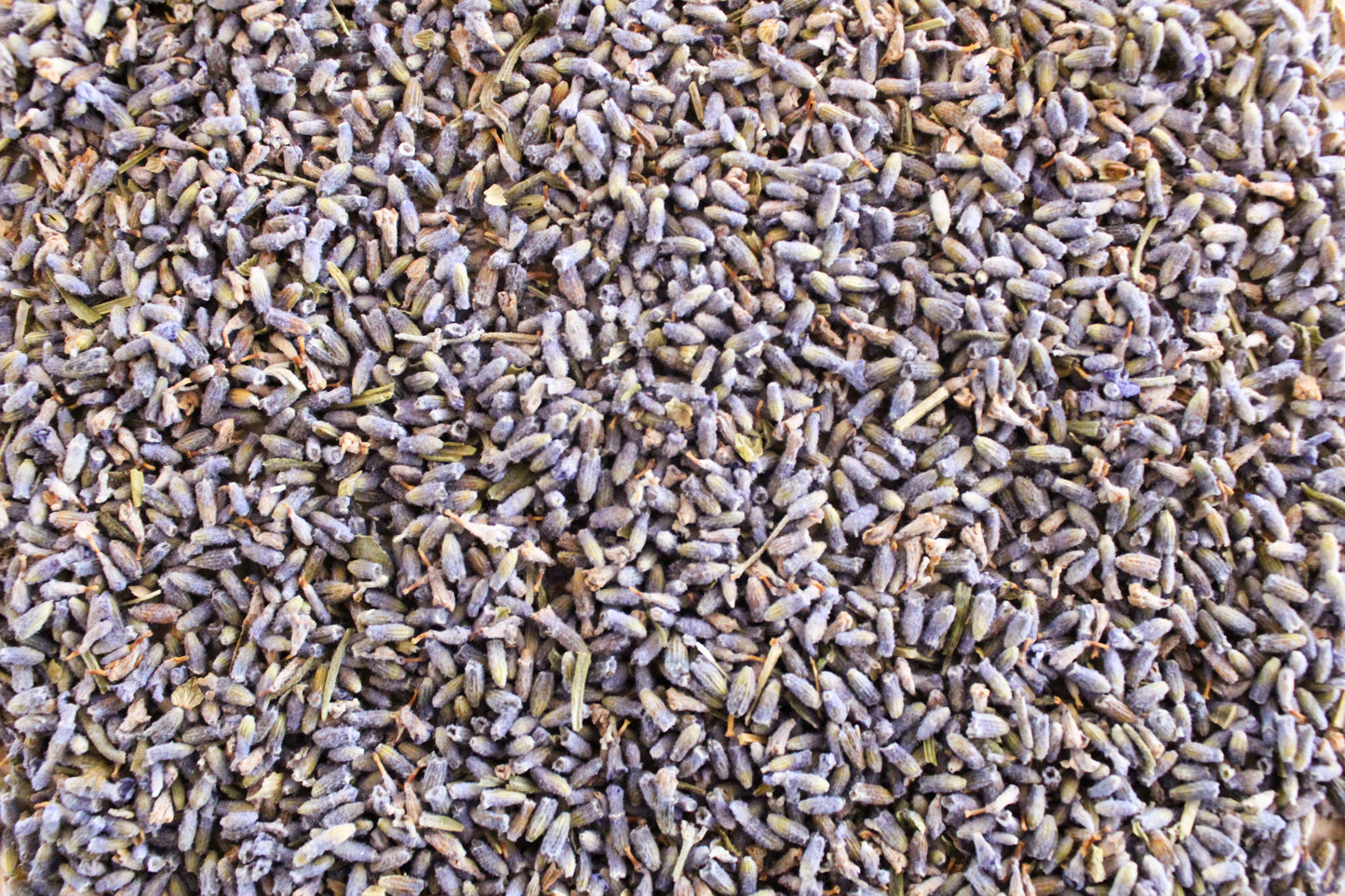 Lavender Flower