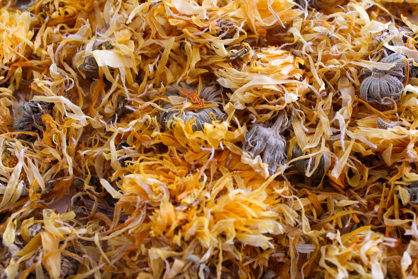 Calendula Flower