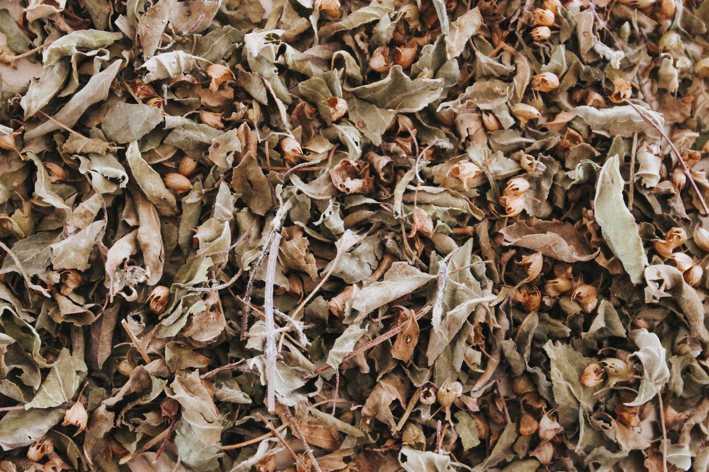 Tulsi (Holy Basil)