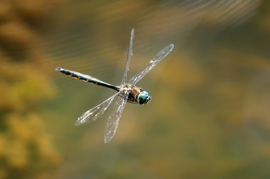 The Dragonfly in the House - Timmy Smith