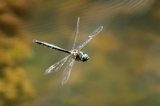 The Dragonfly in the House - Timmy Smith