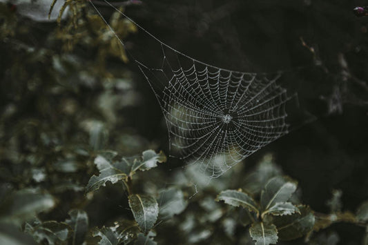 Te ara o tukutuku pūngawerewere - The pathway of the spider - Timmy Smith